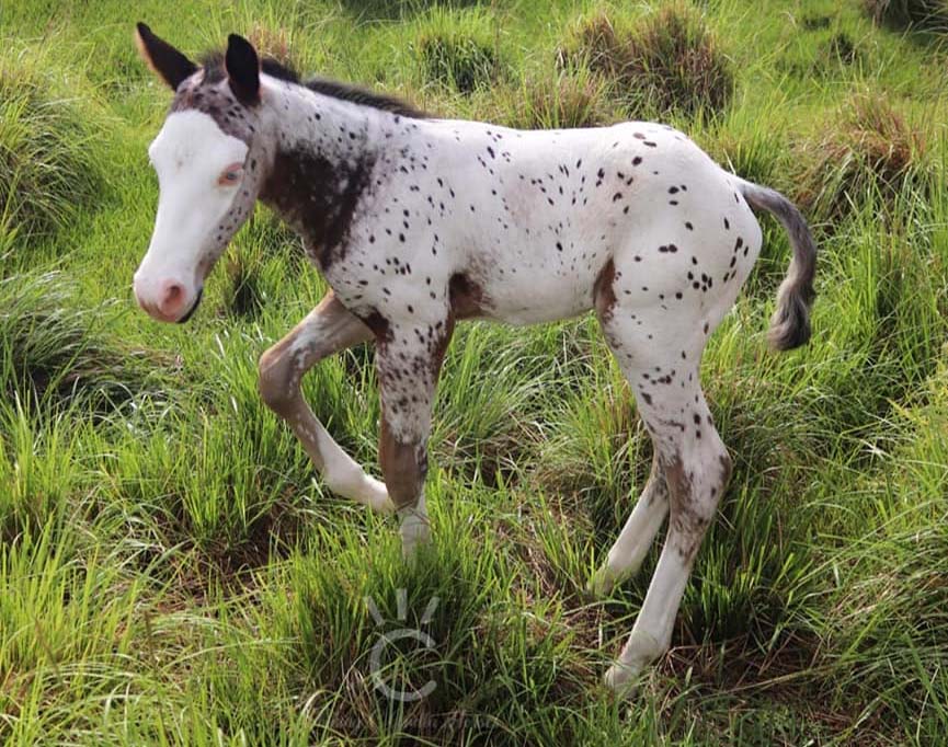 Splash White, Leopard Appaloosa